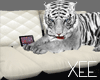 X~Sofa & ANIMATEDTiger