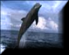 Dolphins #3