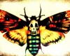 Deaths Head Moths