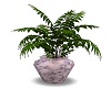 Potted Plant 5