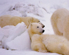 Polar bear buddies