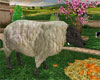 {BB}Sheep farm set