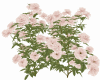 Bush Flowers 5