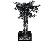 Black Tree In Pot