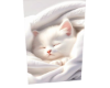 Cat 2
