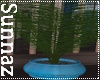 (S1)Potted Fern
