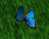 G - butterflies animated