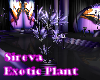 Sireva Exotic Plant