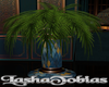 Moroccan Plant