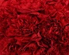 RED CARNATION