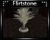 ! Stone Plant