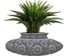 SBD Stone vase Plant