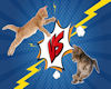 Z Funny cat fight action