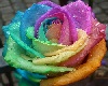 Multi color Rose