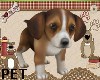 PET Beagle Puppy