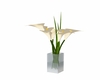Vase of calla lilies