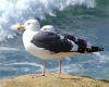 {Taj} Seagulls Loop