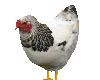 Gallina Chicken