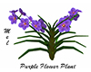 Purple Flower Plant
