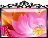 *R* Pink Lotus Enhancer