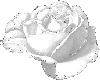 M Wee White Sparkle Rose