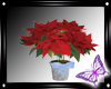 !! Christmas Poinsettia