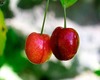 Cherry Baby Top
