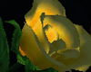 [ADR]Rose Of Love YELLOW