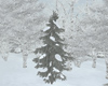 Snow fir tree