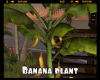 *Banana Plant