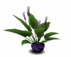 EP Purple Lily