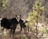 moose and her calf