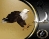 Eagle Pet M/Aguila