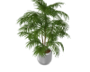 Indoor Lush Palm