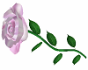Long Stem Pink Rose