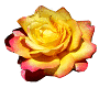 YellowRed Rose Particles