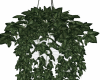 Ivy Hanging Pot Plant