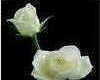 white rose