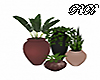 Dorton Plants