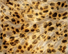 Gold Leopard Dress