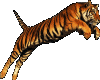 Tiger00