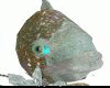 AO~Alien Fish Head