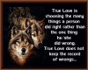 True Love/Wolf