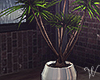 Rainy Attic Palm Plant