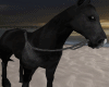 Running Horse Black