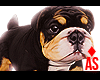 Adopt a Bulldog 7