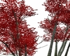 tall red trees