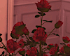 Red Roses Bush