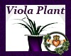 ~QI~Viola Plant