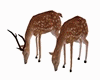 GM's Animated Deer